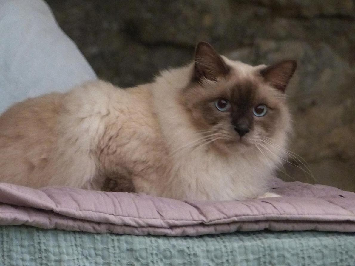 Le Chat Sur Le Toit Lourmarin Exterior photo
